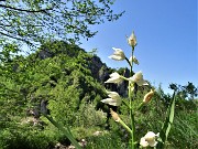51 Cephalanthera longifolia (Cefalantera maggiore) con vista in Filaressa
